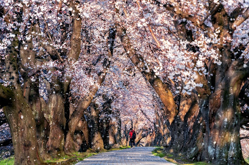 The Sustainable Souvenir: Supporting Local Crafts During the Bloom